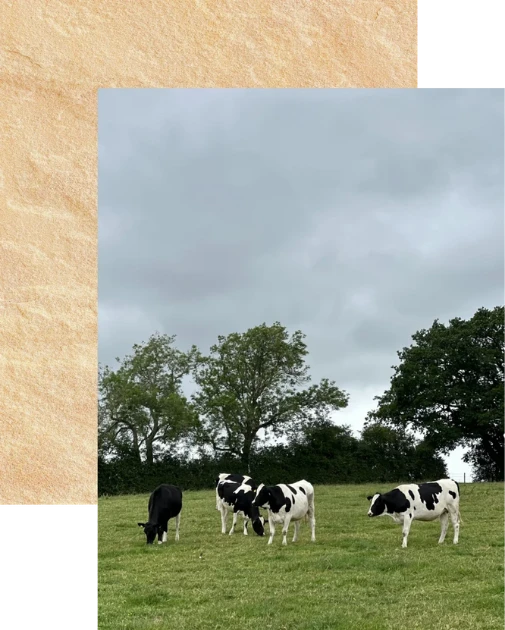 A scenic photograph of four black and white dairy cows grazing on a green grassy field under a cloudy gray sky, with trees in the background. The photo is styled with a textured beige border on the left and top edges.