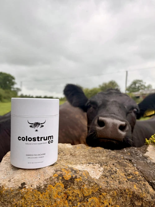 A white tub of Colostrum Co Grass Fed Bovine Colostrum powder sits on a stone wall with a close-up of a black cow in the background under an overcast sky.